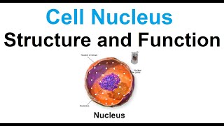 Cell nucleusstructure and function [upl. by Eneleahs]