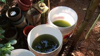 How to grow Green Water Algae [upl. by Yerffoj]