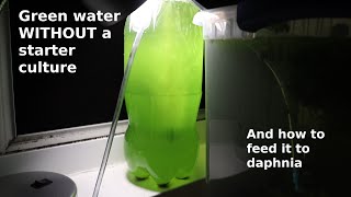 Green Water WITHOUT a Starter Culture  From Scratch  How To [upl. by Anitsyrhc]