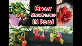 Growing Strawberries In Pots Or Containers [upl. by Kern]