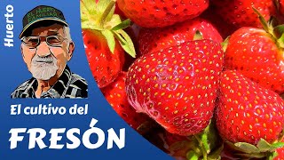 FRESAS COMO PRODUCIR FRESA Y FRESÓN Cultivo completo [upl. by Dorahs]