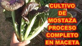 MOSTAZA MORADA CULTIVO DE PROCESO COMPLETO EN MACETAS [upl. by Skip]