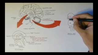 Brain Anatomy Overview  Lobes Diencephalon Brain Stem amp Limbic System [upl. by Nnylakcaj]