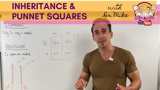 Inheritance and Punnett squares [upl. by Navaj]