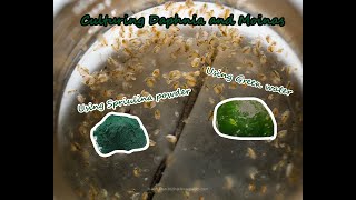 How To Culture Daphnia and Moinas using Green Water Spirulina powder [upl. by Ahsemak]