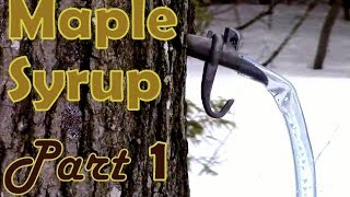 Making Maple Syrup Part 1 How to Select amp Tap a Maple Tree [upl. by Salba]