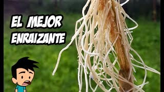 Como Hacer el Mejor Enraizante Natural  Huerto Organico [upl. by Einahpet]