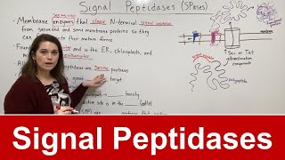 Signal Peptidases [upl. by Ritchie]