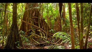 Amazon jungle documentary national geographic [upl. by Wooldridge382]