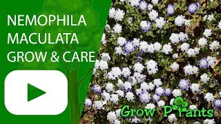 Nemophila maculata  grow and care [upl. by Nolita]