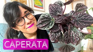 PEPEROMIA PLANT CARE  How to care for peperomia caperata [upl. by Shirleen658]