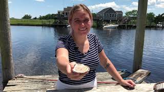 Maxwell Shellfish How to Shuck Clams amp Oysters [upl. by Nwahsir]