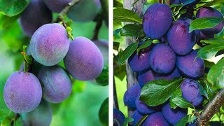 How to Plant Plums Easy Fruit Growing Guide [upl. by Carrnan859]