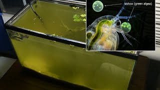 Raising Daphnia for the Freshwater Aquarium [upl. by Yeargain762]