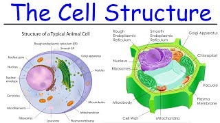 Biology  Intro to Cell Structure  Quick Review [upl. by Naejeillib]