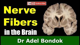 Commissural Association and Projection Fibers in the Brain Dr Adel Bondok [upl. by Pravit]