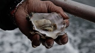 Acidifying Waters Corrode Northwest Shellfish [upl. by Redleh]