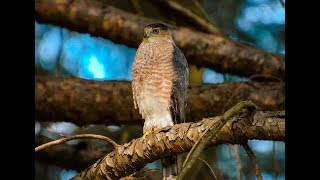 Falconry Secrets to finding Coopers Hawk nests [upl. by Nirra]