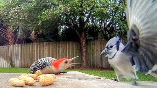 Blue Jays Versus Woodpecker [upl. by Noreik193]