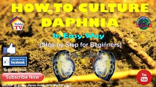 HOW TO CULTURE DAPHNIA In Easy Way [upl. by Hurlee]