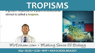 Coordination and Response  Plants  Tropisms  GCSE Biology 91 [upl. by Trueman76]