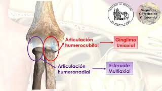 L22  Biomécánica del codo  Anatomía 2  FMed UBA [upl. by Eleik127]